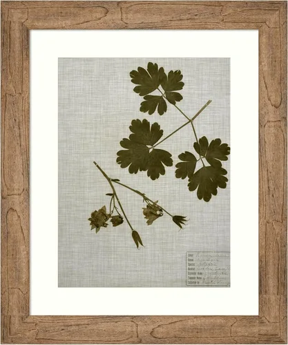 Miniatura 14 de Amanti Art Vision Studio - Lienzo decorativo para pared, 36 x 30 pulgadas, hojas prensadas en lino I por Vision Studio, arte de pared de naturaleza
