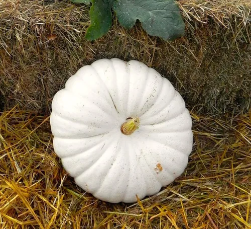 Miniatura 4 de TomorrowSeeds - Semillas de calabaza boer blancas planas - Paquete de más de 10 unidades - Apilables Cenicienta acanaladas de jabalí de otoño Casper