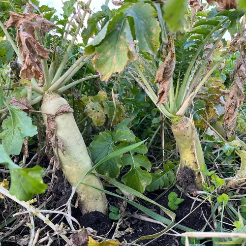Miniatura 2 de Semilla de rábano para plantar: jarra de 1/2 acre, semillas de parcela de alimentos Brassica con alto contenido de proteínas, cultivo de cobertura