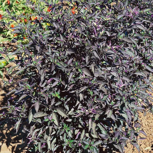 Royal Black - Semillas ornamentales de pimiento picante – 0.25 onzas ~ 1250 semillas – Sin OMG – Huerto – Capsicum annuum