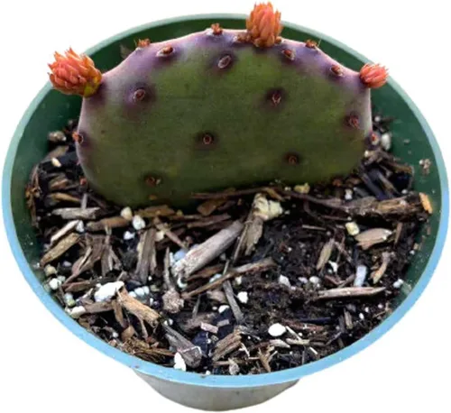 Plantas de cactus vivas de USKC (maceta Opuntia Santa Rita de 4 pulgadas)
