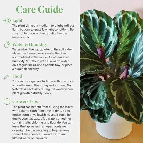 Miniatura 5 de American Plant Exchange Calathea Medallion - Planta de interior viva apta para mascotas con hojas verdes onduladas para hogares con poca luz
