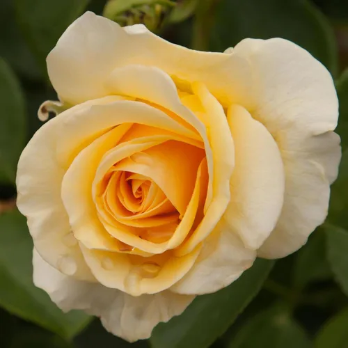Miniatura 11 de Heirloom Roses Rose Bush - Easter Basket™ Planta amarilla viva para plantar al aire libre