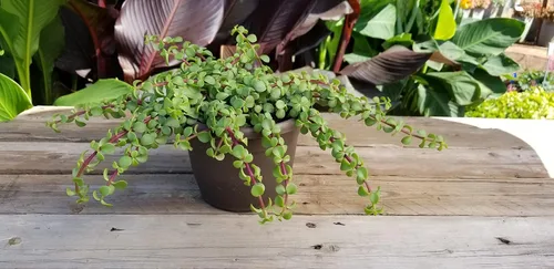 Miniatura 5 de Plantas para Mascotas - Suculentas de Orejas de Elefante Trepadoras, Plantas Colgantes Vivas, Plantas Suculentas para el Hogar, Maceta Colgante