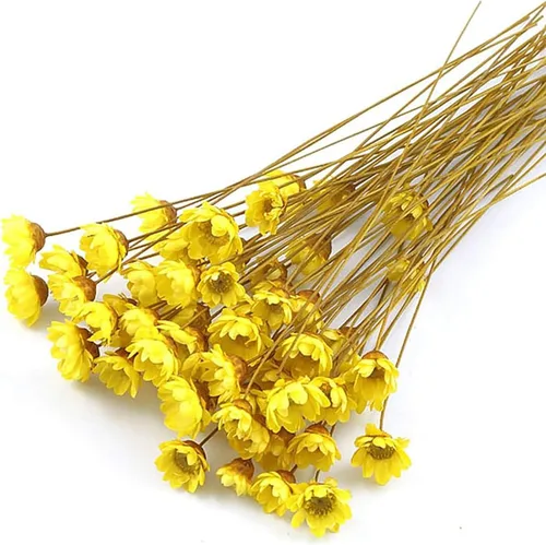 100 tallos de flores secas naturales brasileñas, margarita mini estrella decorativa, manzanilla, ramo de margarita seca para arreglos florales de