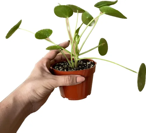 Miniatura 3 de Planta viva de dinero chino – Planta viva Pilea peperomioides Planta de interior de fácil cuidado Purificadora de aire Maceta de 4 y 6