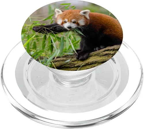 Miniatura 7 de Lote de vasos de panda rojos con diseño de oso de zorro, para amantes de la naturaleza, con agarre y soporte para teléfonos y tabletas
