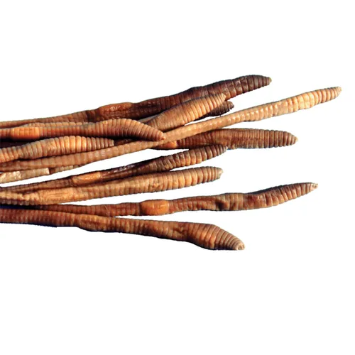 Espécimenes de lombriz de tierra para disección, disección de gusanos para aula de biología, grandes de 8 a 10 pulgadas, envasados al vacío, paquete