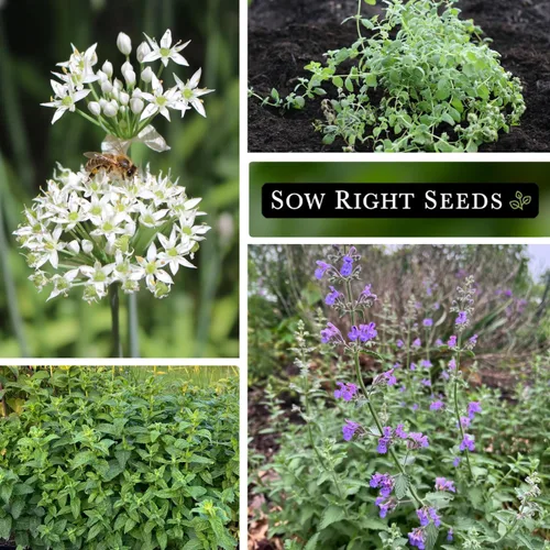 Miniatura 4 de Sow Right Seeds - Colección de semillas de jardín de hierbas perennes - menta, lavanda, salvia, cebollino común, bálsamo de limón, cebollino de ajo