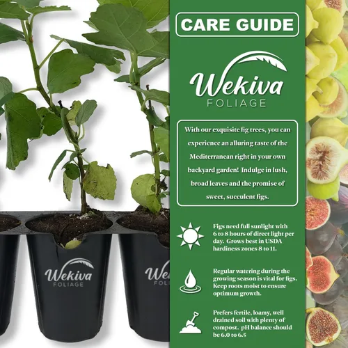 Miniatura 2 de Beer's Black Fig Tree - 1 planta de inicio vivo - Ficus Carica - Árbol frutal comestible para el patio y el jardín