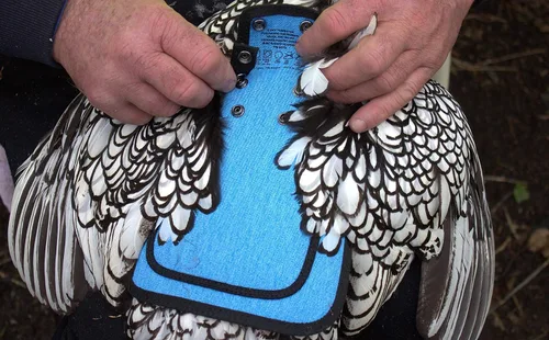 Miniatura 8 de DOWN UNDER OUTDOORS Sillín para pollo mediano-grande con correas ajustables, delantal para pollo, protector de aves de corral, suministros para Azul