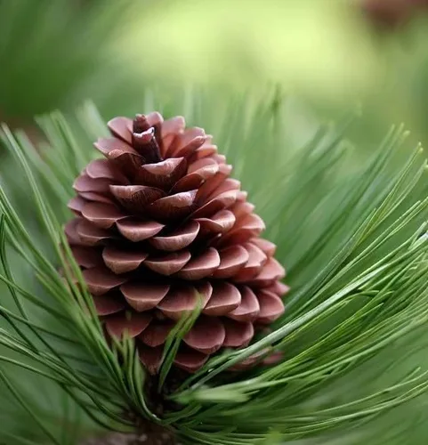 Pinus koraiensis (Pino coreano) Semillas de árbol, de crecimiento lento, piñones comestibles, semillas de MySeeds.Co, elige la cantidad (0.5 oz)