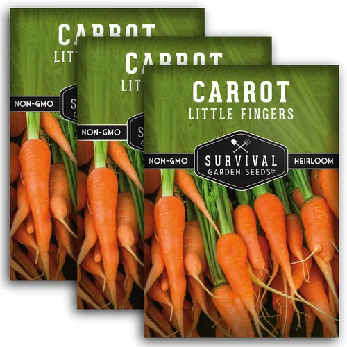 Semillas de zanahoria Little Finger para plantar – Variedad de reliquia bebé con raíces cortas y dulces para contenedores y jardines pequeños – Mini