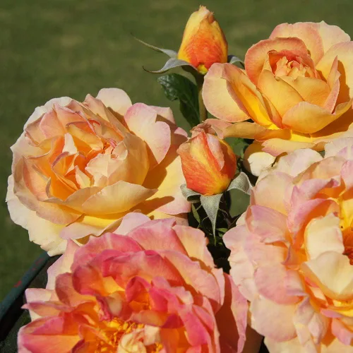 Miniatura 2 de Rosas de reliquia Grandiflora, Planta de raíz propia viva para jardín al aire libre, La Parisienne™, ligeramente fragantes, Zonas de rusticidad
