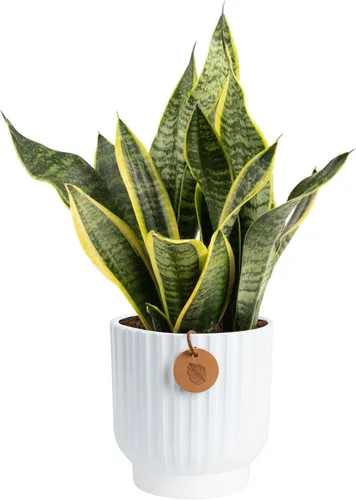 Miniatura 20 de Costa Farms - Planta de serpiente, Sansevieria, planta viva en maceta decorativa, fácil de mantener, suculenta purificadora de aire para interiores