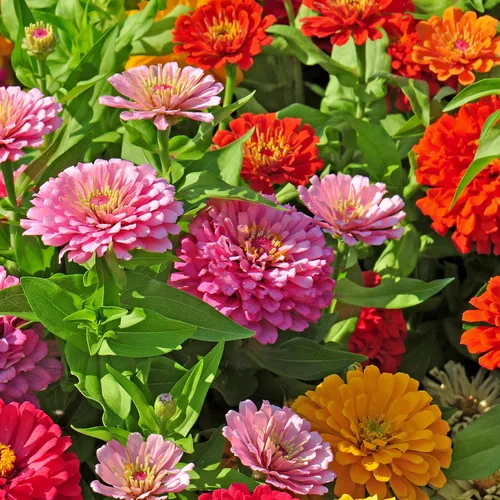 Miniatura 2 de The Old Farmer's Almanac Semillas de zinnia (mezcla de dalia) – Aproximadamente 200 semillas de flores – Premium sin OMG, polinizado abierto, origen