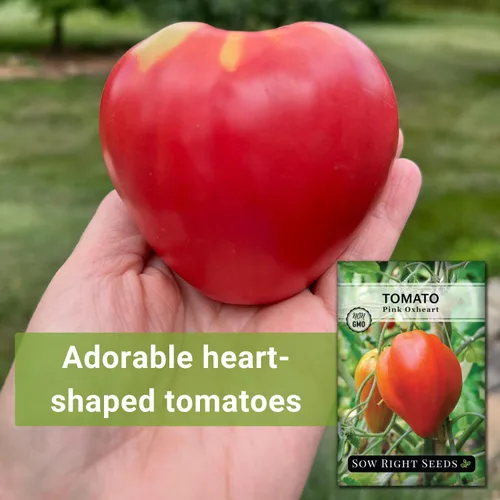 Miniatura 3 de Sow Right Seeds - Semilla de tomate rosa Oxheart para plantar - Paquete de reliquia sin OMG con instrucciones para plantar un huerto casero