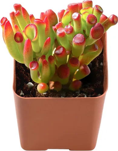 Miniatura 9 de Suculenta viva x Pachyveria 'Clavifolia', aproximadamente 2 pulgadas de gran tamaño, suculentas en maceta, totalmente enraizadas, plantas