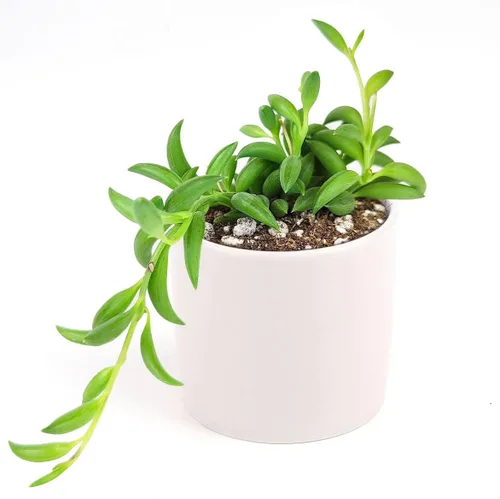 Miniatura 4 de Senecio - Cadena de plátanos suculenta a la venta (4 pulgadas + maceta moderna blanca) - Guía de cuidado