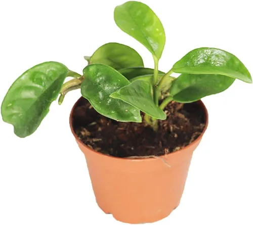 Miniatura 4 de Hoya - Cuerda hindú abigarrada, variedad rara, 2.5 pulgadas de California Tropicals