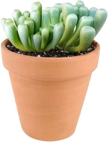 Miniatura 6 de Baby Toes Fenestraria Aurantiaca Succulent (maceta de plástico de 2 pulgadas) Suculenta rara para ideas de regalo