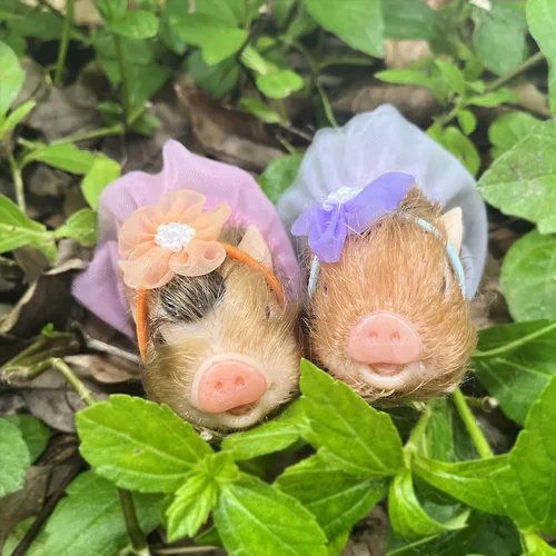 Miniatura 6 de OtardDolls Muñecas de cerdo mini realistas, muñecas de cerdito reborn de silicona completa de 5 pulgadas, cerdito recién nacido súper suave