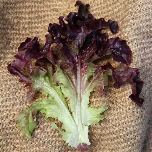 Semillas de lechuga orgánica de hoja de roble rojo – 500 mg ~ 300 semillas – Semillas orgánicas, reliquia, polinizada abierta, sin OMG, semillas de