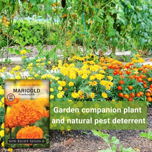 Miniatura 5 de Sow Right Seeds - Semillas de caléndula Crackerjack para plantar al aire libre - Flores de caléndula africana de alto rendimiento - Caléndulas