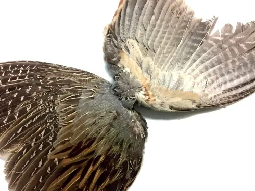 Miniatura 4 de 1 par - Juego de plumas de gallo de faisán natural (izquierda y derecha) para entrenamiento de perros