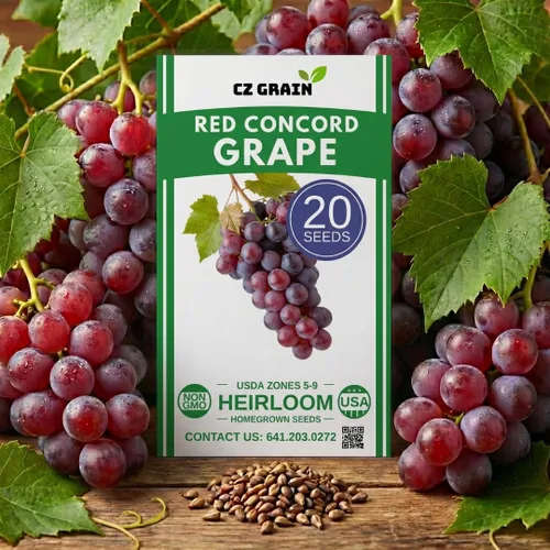 Semillas de uva Red Concord para plantar: más de 20 semillas, cultivo de vides de uva para jugo, gelatina, vinificación, jardín de frutas en el