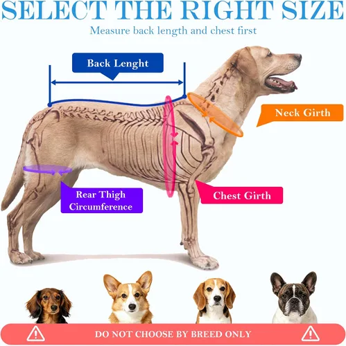 Miniatura 6 de Soporte de espalda para perro para IVDD, soporte espinal de apoyo completo con soportes metálicos para enfermedades del disco, alivio del dolor