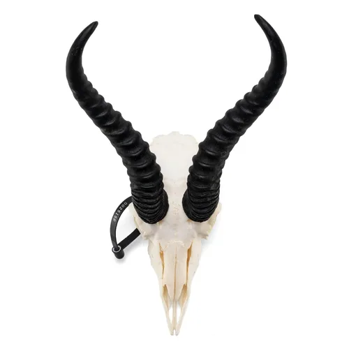 Miniatura 2 de Calavera Springbok (calidad ósea natural A)