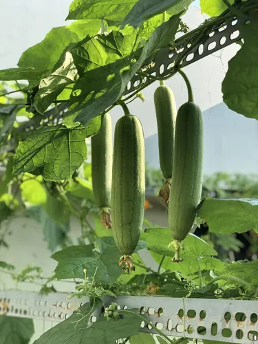 Miniatura 6 de Luffa Seeds - 150 semillas de lufa tradicionales sin OMG (paquete a granel), de origen estadounidense, ideales para cultivar esponjas o verduras