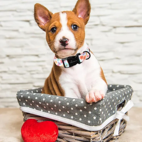 Miniatura 155 de Aring Pet Collar de algodón, lindo, con hebilla de liberación rápida, para bodas, para perros pequeños, medianos y grandes, rosa Terciopelo rosa