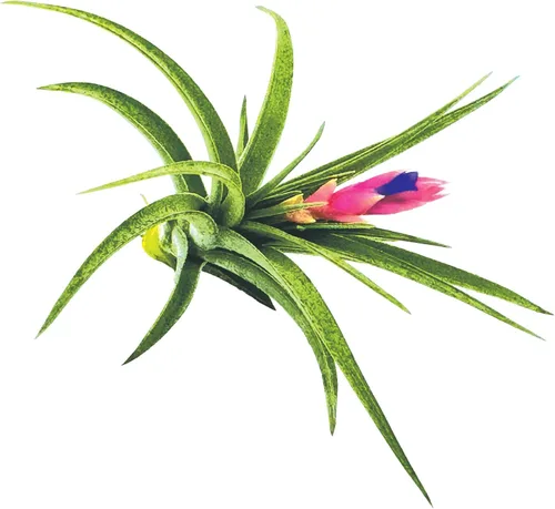 Miniatura 6 de Plantas de aire – Tillandsia Aeranthos florecientes, grandes 3-5 pulgadas – 1 unidad – Llegada viva garantizada – Plantas
