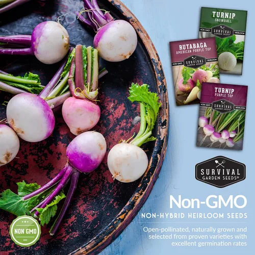 Miniatura 3 de Colección de semillas de nabo y rutabaga - 3 variedades para plantar en otoño y primavera Nabo superior morado, nabo blanco bola de nieve