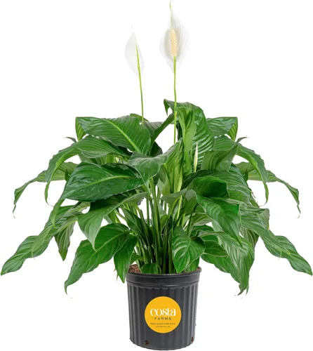 Miniatura 18 de Costa Farms Peace Lily - Planta viva en maceta decorativa, planta de interior purificadora de aire, perfecta para decoración del hogar, habitación u