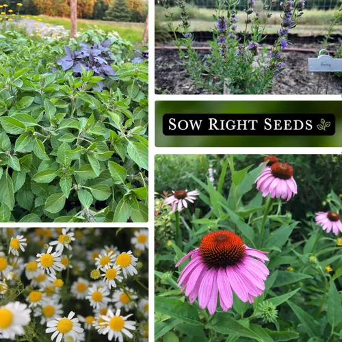 Miniatura 3 de Sow Right Seeds - Gran colección de semillas de hierbas medicinales para plantar - Manzanilla, equinácea, lavanda, menta, apio de panadero, melisa