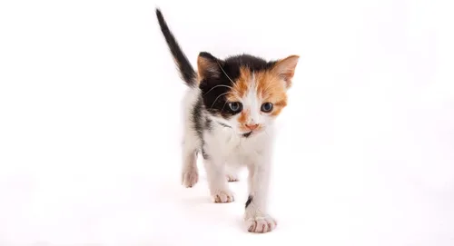 Miniatura 5 de Fórmula de Reemplazo de Leche en Polvo para Gatitos Hartz - 11 Oz