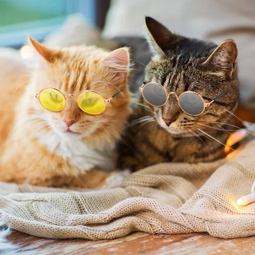 Miniatura 4 de 10 lentes de sol para gatos y perros, gafas divertidas para mascotas, redondas, de metal, pequeñas, clásicas, retro, para mascotas, hippie, lindo