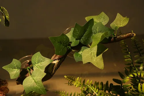 Miniatura 2 de AQUA KT Rama de Esquina de Terrario de Reptiles con Planta Decorativa y Ventosa para Anfibios, Lagartos y Serpientes Trepadoras Rama de escalada