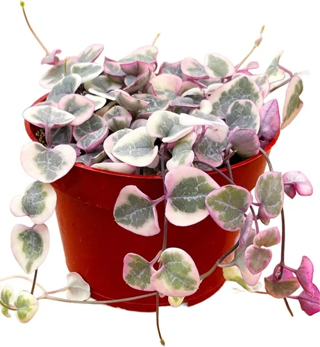 Miniatura 5 de Suculentas plantas vivas de 2 pulgadas, Planta rosario variegada, minisuculentas, plantas de interior de fácil cuidado enraizadas en mezcla