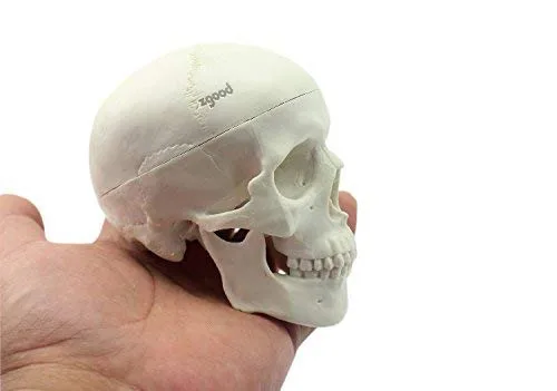 Miniatura 5 de Mini humano médico anatómico cabeza hueso cráneo hueso