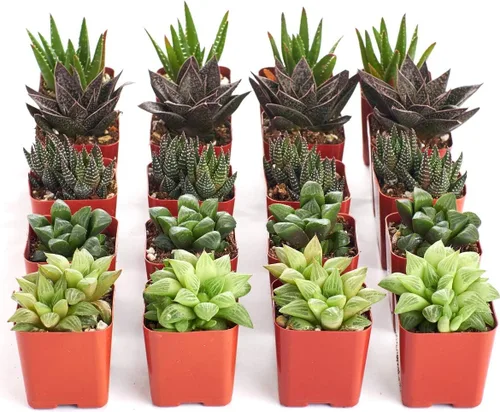 Shop Succulents Colección Haworthia | Surtido de plantas suculentas de interior de aloe en miniatura seleccionadas a mano, totalmente arraigadas,