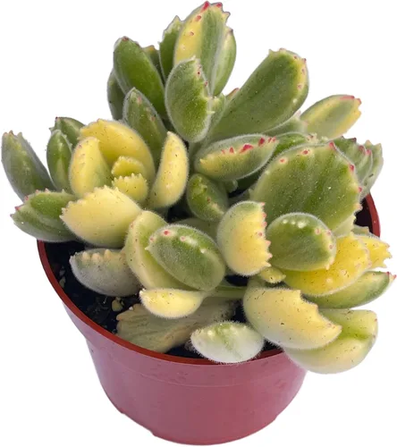 Miniatura 8 de Collar de bebé Crassula de 4 pulgadas, plantas suculentas vivas, plantas suculentas raras totalmente arraigadas en suelo suculento, planta viva