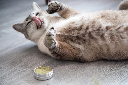 Miniatura 3 de Meowy Janes Catnip - Paquete de polvo variado alternativo de hierba gatera Keef, polvo de vid plateada y polvo de raíz de valeriana en polvo