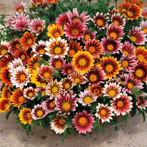 99 semillas de girasol mexicanas Gazania & Tithonia - Plantas perennes de cobertura del suelo, tolerantes al calor y la sequía, fáciles de cultivar,