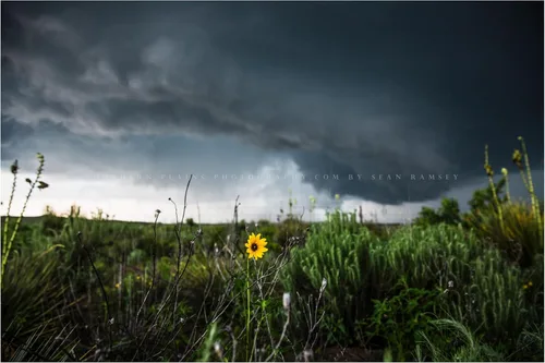 Storm Photography Print (Not Framed) Picture of Thunderstorm Passing Behind Wild Sunflower on Spring Day in Texas Flower Wall Art Nature Decor (8" x
