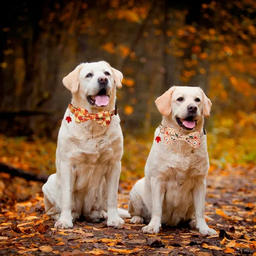 Miniatura 2 de ADOGGYGO Collar de perro de otoño con lazo, collares ajustables para perro de Acción de Gracias con pajarita removible y hojas de otoño, collares
