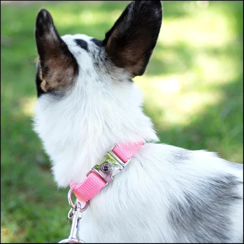 Miniatura 3 de Country Brook Petz – Collar de nailon premium para perro con hebilla de metal para razas pequeñas, medianas y grandes - Más de 10 colores cálidos